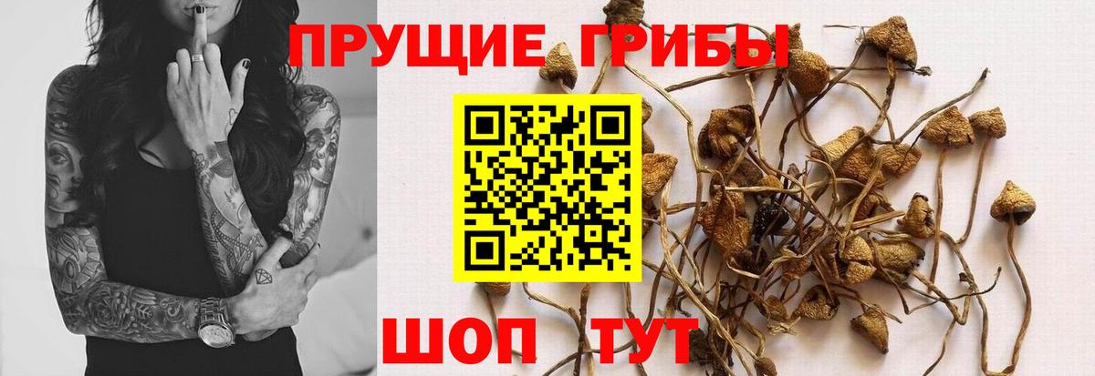 Псилоцибиновые грибы GOLDEN TEACHER  Вход с VPN  Уфа  Псилоцибиновые грибы Magic Shrooms 